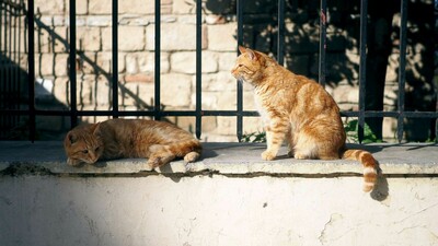 Η πρώτη προφυλάκιση για ζωοκτονία στην Ελλάδα- 23χρονος που σκότωσε γάτα