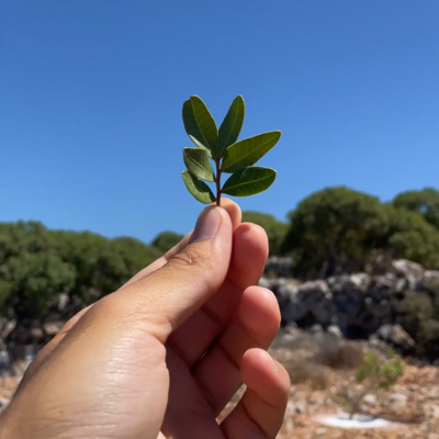 Η Μαστίχα ενώνει γενιές