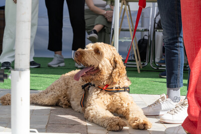 To Woof Festival επιστρέφει για ένα ΣΚ γεμάτο σκυλιά και ιδιοκτήτες που τα λατρεύουν
