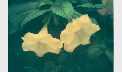 Ελισάβετ Μωράκη It’s Always the Sun 