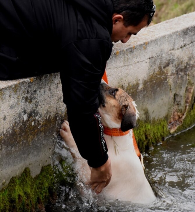 Άργος: Επιχείρηση διάσωσης σκύλου που έπεσε σε αρδευτικό κανάλι