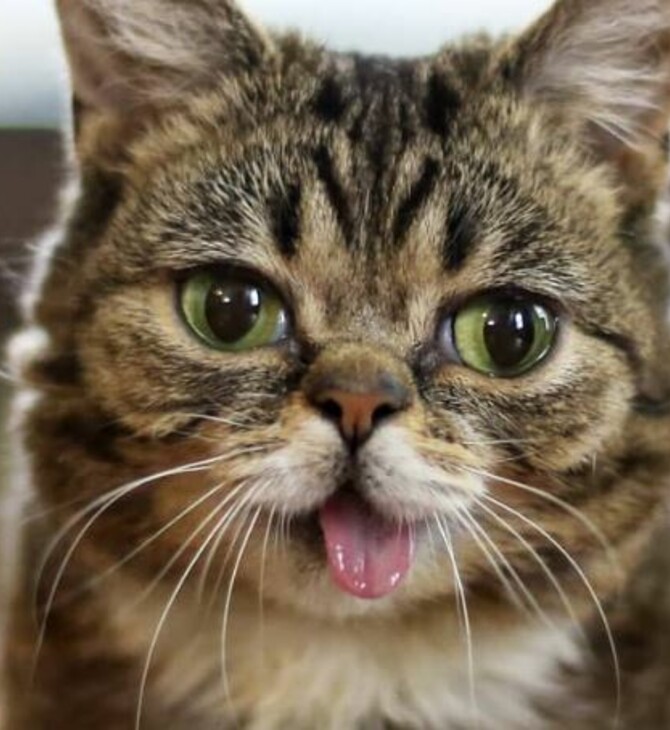 Πέθανε η Lil Bub, η γάτα με τα γουρλωτά μάτια που έγινε σταρ του Instagram και σύμβολο υιοθεσίας ζώων