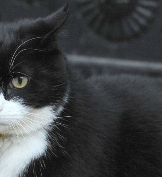 Ο γάτος Πάλμερστον επέστρεψε στο Φόρειν Όφις μετά την αναρρωτική του