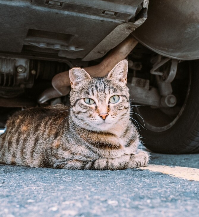 Θεσσαλονίκη: Σταματούσαν οδηγούς με πρόσχημα ότι παραλίγο να πατήσουν αδέσποτες γάτες και τους έκλεβαν