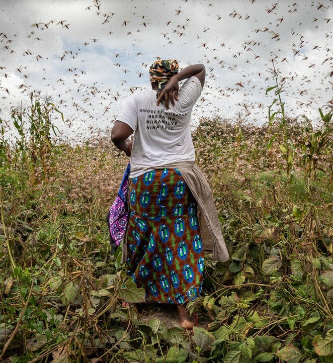 Πολεμώντας τη μάστιγα των ακρίδων στην ανατολική Αφρική