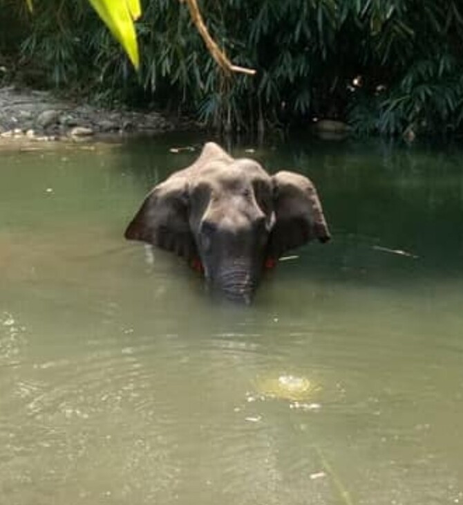 Ινδία: Οργή για τον θάνατο εγκύου ελεφαντίνας - Έφαγε ανανά που είχε μέσα κροτίδα