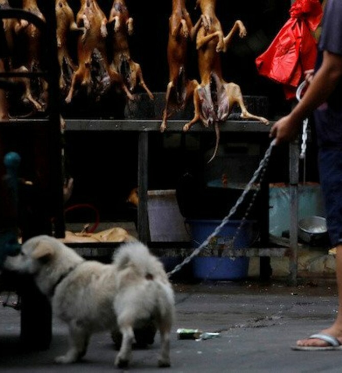 Ξεκίνησε ξανά στην Κίνα το φεστιβάλ κατανάλωσης κρέατος σκύλου: «Θα πάρει χρόνο η απαγόρευση»