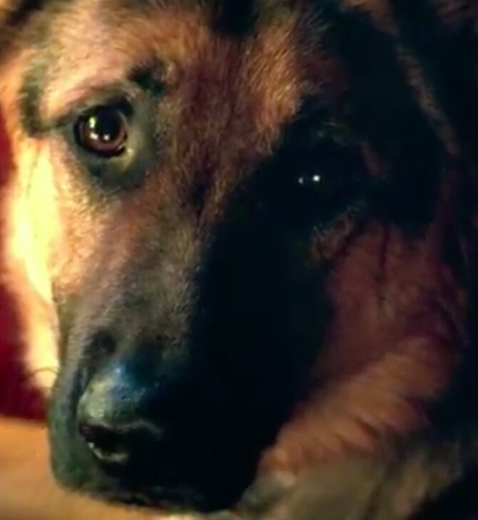 Ακυρώθηκε η πρεμιέρα της ταινίας «A Dog's Purpose» στη Αμερική μετά τις κατηγορίες για κακοποίηση σκύλου στα γυρίσματα