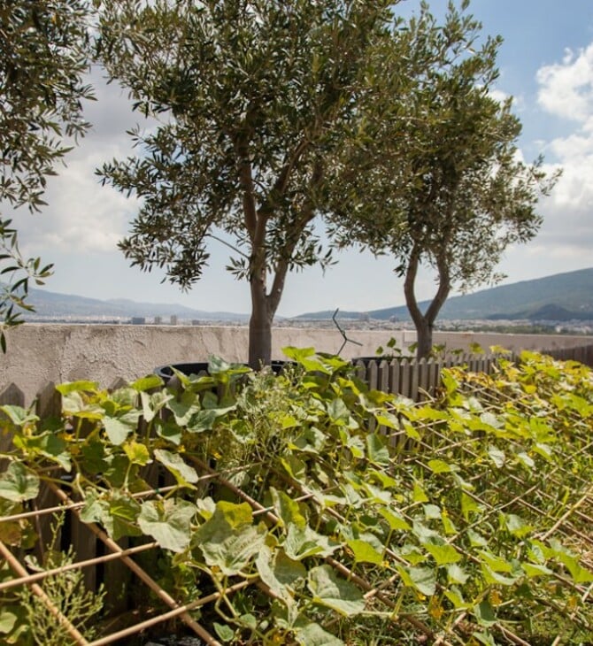 Ένα απίστευτο μποστάνι σε μια ταράτσα της Κηφισίας με κατσίκες, κοτόπουλα και ντομάτες