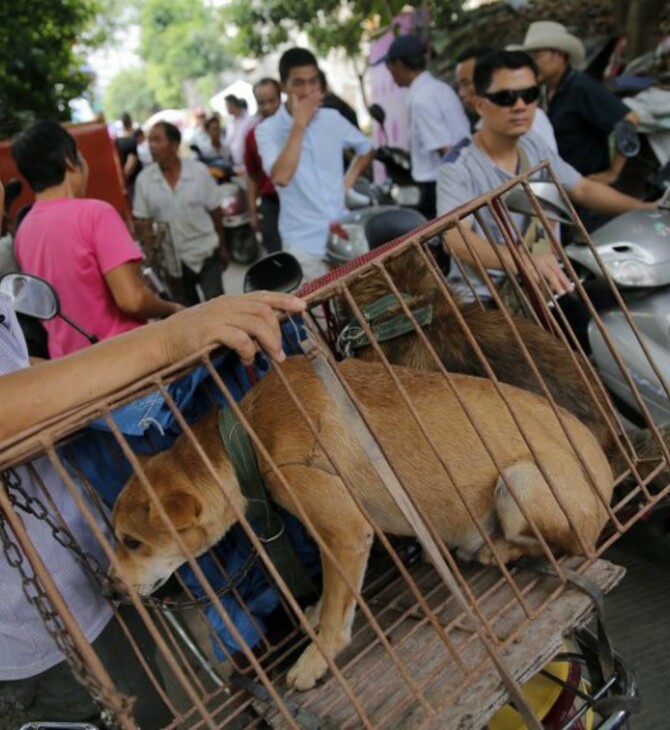 Το τέλος του φεστιβάλ σφαγής σκύλων στο Yulin; Κινέζος αξιωματούχος απαγορεύει την πώληση κρέατος σκύλου