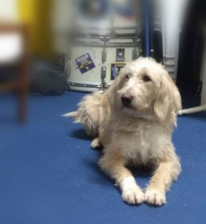 Οργή στην Τρίπολη: Σκότωσαν με φόλα τον σκύλο-μασκότ του Αστέρα