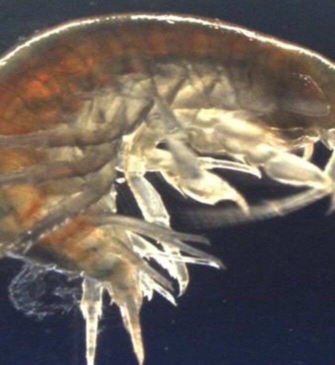 Επιστήμονες βρήκαν κοκαΐνη μέσα σε γαρίδες που ζουν σε ποτάμια