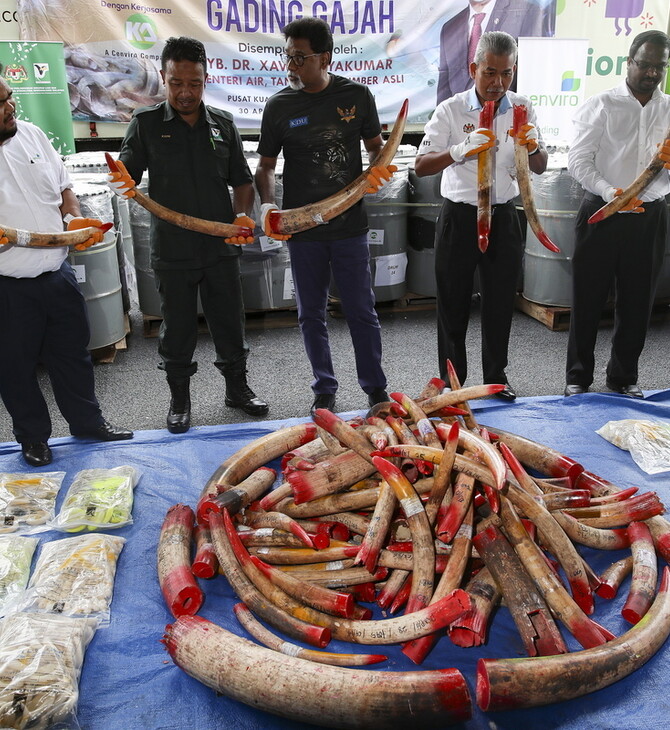 Η Μαλαισία αποτέφρωσε 4 τόνους κατασχεμένου ελεφαντόδοντου αμύθητης αξίας