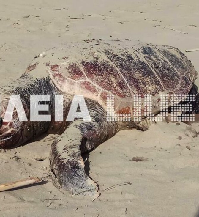 Κατάκολο: Νεκρές και χτυπημένες Caretta - Caretta ξεβράζονται ανεξήγητα στις παραλίες