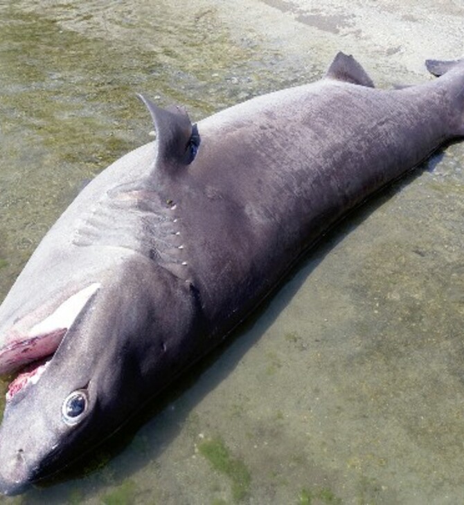 Ρόδος: Εντοπίστηκε νεκρός καρχαρίας 4 μέτρων και 436 κιλών