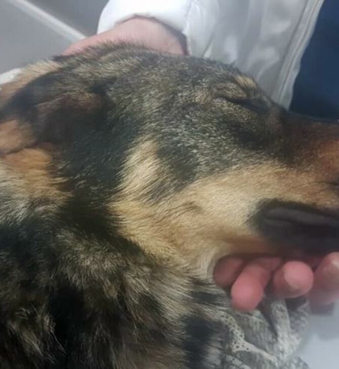 Κέρκυρα: Φυλάκιση και πρόστιμο στον 67χρονο που πυροβόλησε τη σκυλίτσα του