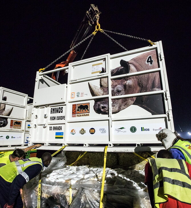 Σπάνιοι ρινόκεροι απελευθερώθηκαν στη Ρουάντα - Μεταφέρθηκαν από την Τσεχία με αεροπλάνο