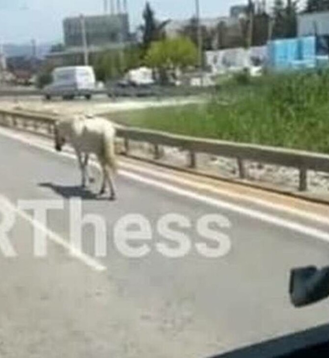 Θεσσαλονίκη: Πανικός για άλογο που κυκλοφορούσε στους δρόμους της πόλης