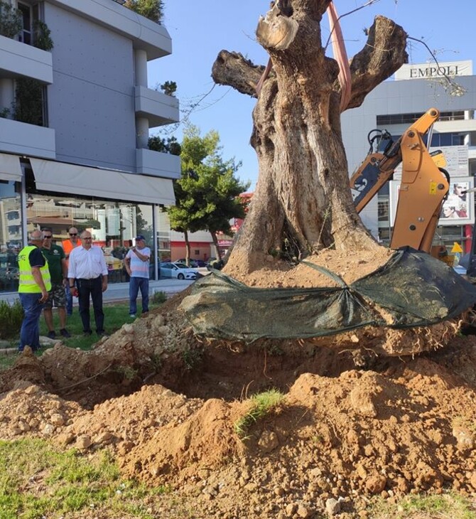 Μια υπεραιωνόβια ελιά 300 ετών έγινε «δημότης» Ηρακλείου Αττικής