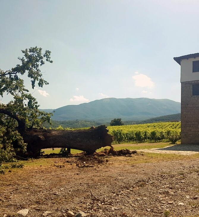 Η κακοκαιρία έσπασε την υπεραιωνόβια δρυ - σύμβολο του κτήματος Κυρ-Γιάννη