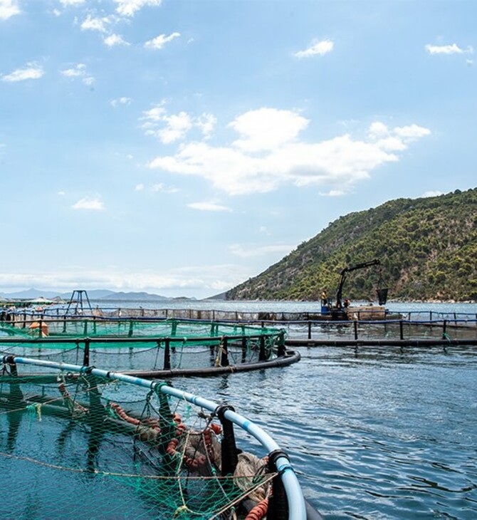 Επίσκεψη στον Όρμο Σελόντα όπου εκτρέφονται τσιπούρες και λαβράκια