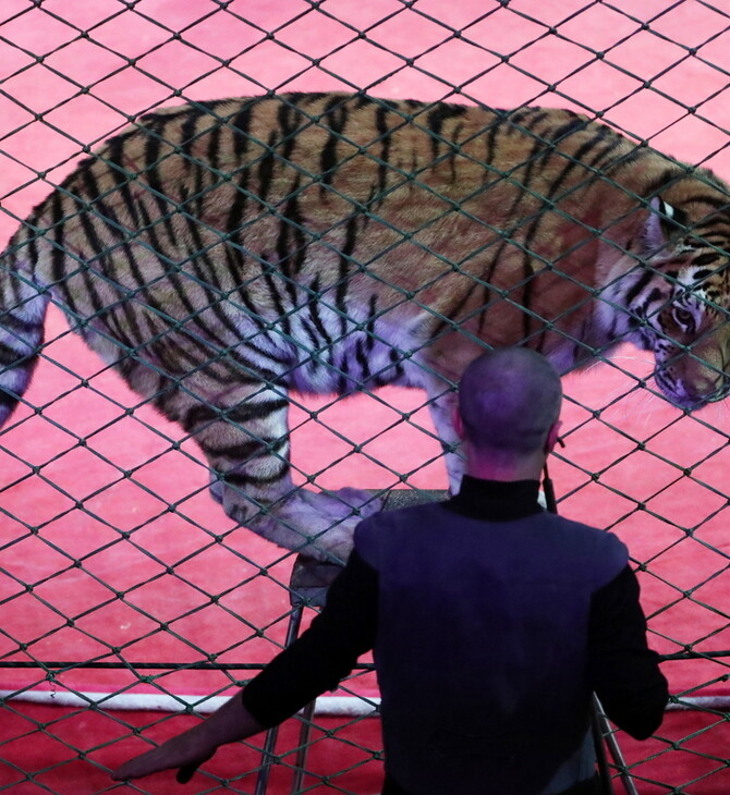 Ιταλία: Τίγρεις σε τσίρκο κατασπάραξαν τον θηριοδαμαστή τους