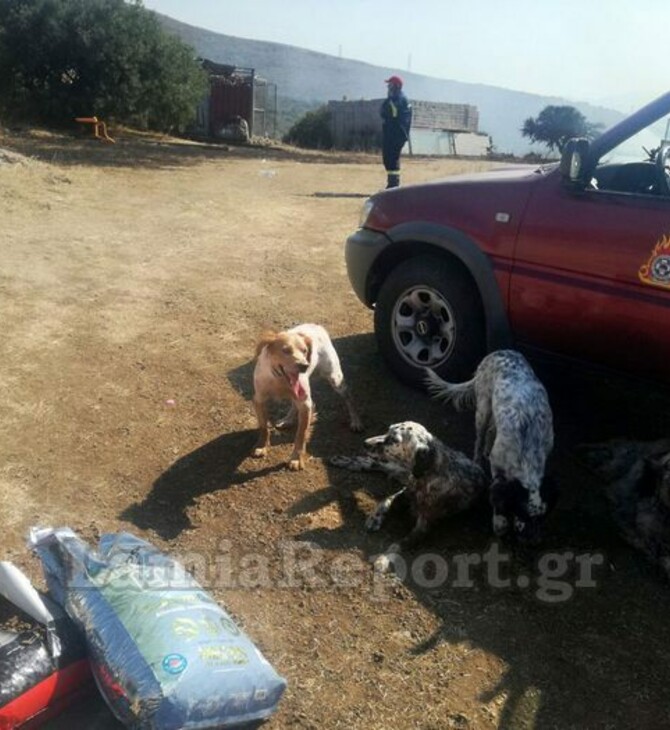 Φωτιά σε κυνοτροφείο στη Θήβα - Μάχη των πυροσβεστών για να σώσουν τα σκυλιά