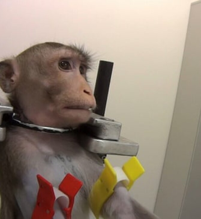 Σάλος στη Γερμανία μετά από βίντεο που αποκαλύπτει κακομεταχείριση ζώων σε εργαστήριο