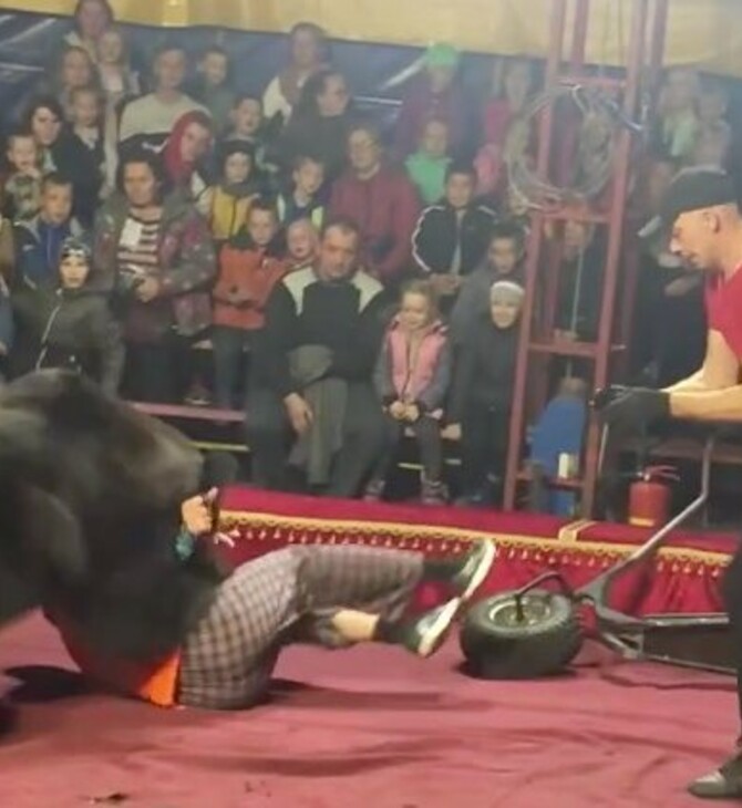 Ρωσία: Αρκούδα επιτίθεται εξοργισμένη στον εκπαιδευτή της κατά τη διάρκεια παράστασης σε τσίρκο