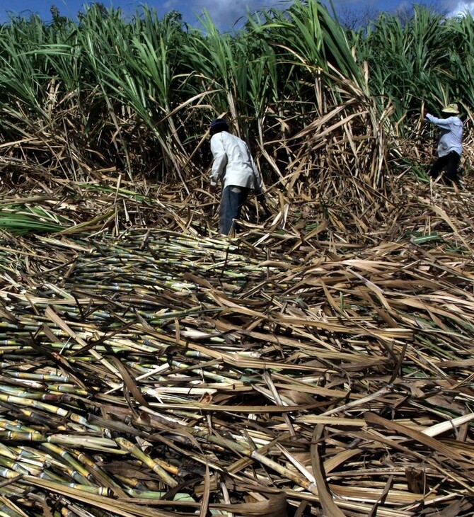 Τέλος στην απαγόρευση καλλιέργειας ζαχαροκάλαμου στον Αμαζόνιο - Αντιδρούν οι οικολόγοι