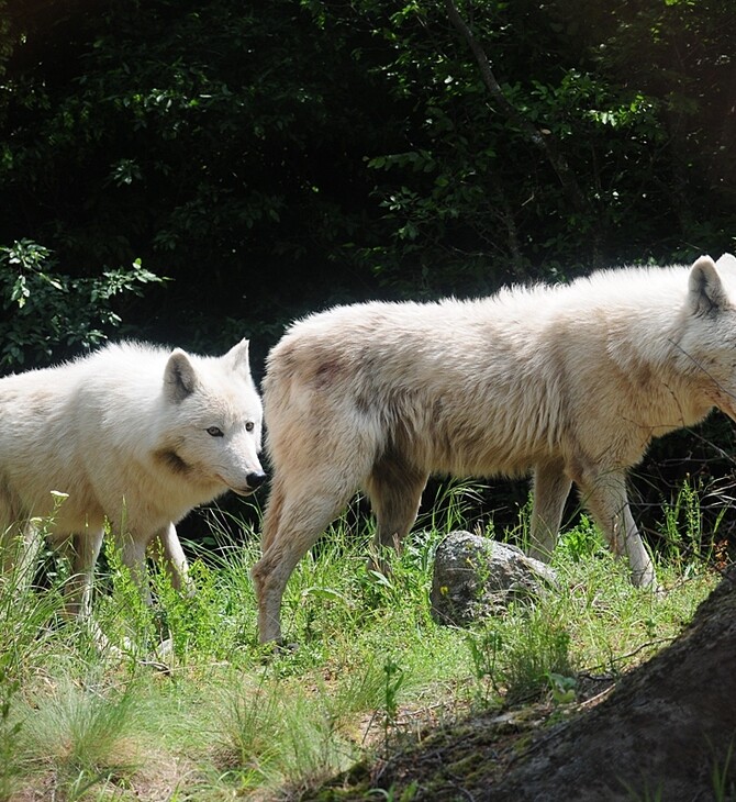 Λύκοι κυκλοφορούν στην Κοζάνη - Σε συναγερμό ο δήμος