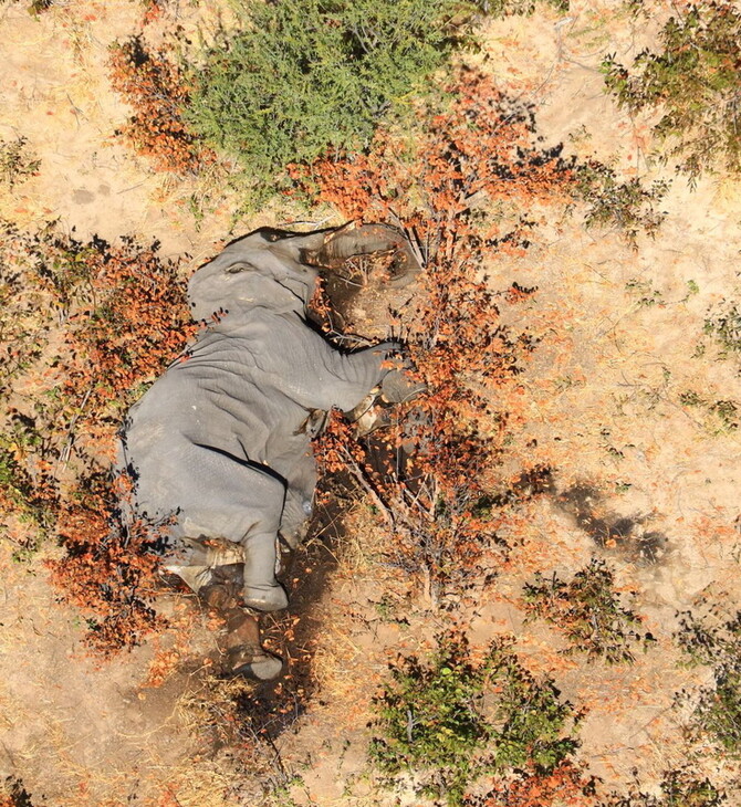 Μποτσουάνα: «Μυστηριώδης θάνατος» 330 ελεφάντων - Τι ανακάλυψαν οι επιστήμονες