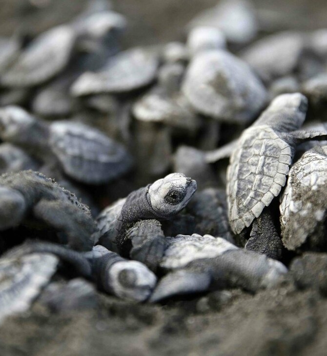 Κόστα Ρίκα: Με «αβγά-δολώματα» στις φωλιές χελωνών η καταπολέμηση του λαθρεμπορίου - Εντοπίζονται από δορυφόρο