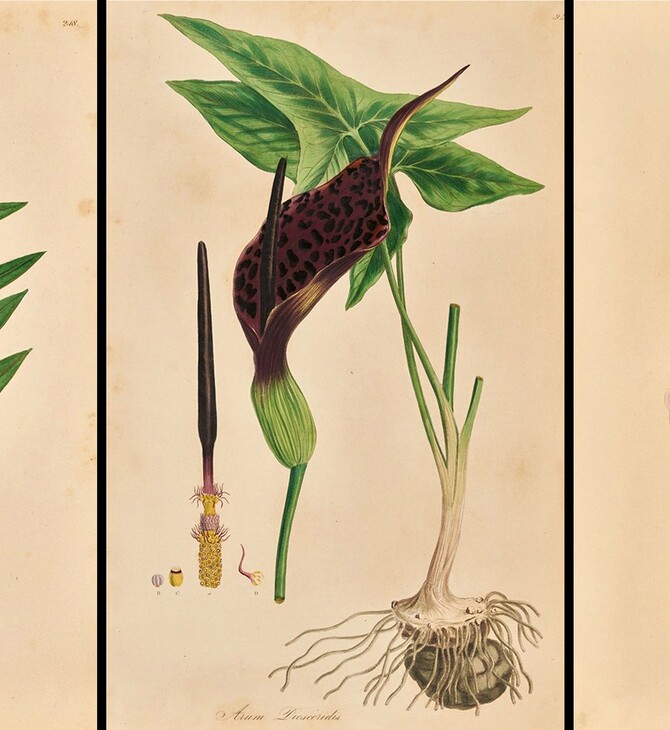 Flora Graeca: Το μεγαλείο της ελληνικής χλωρίδας, σε μια αθηναϊκή έκθεση