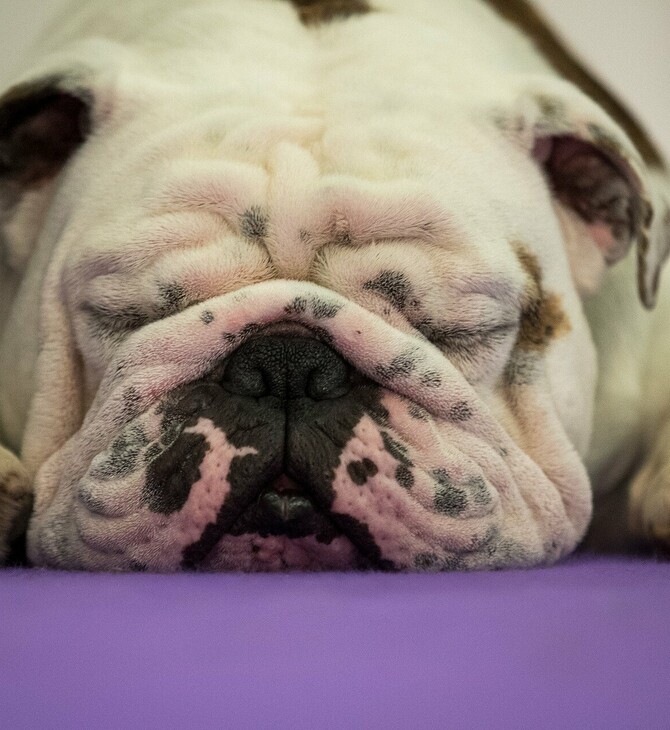 Τα σκυλιά (και οι γάτες) του Westminster Kennel Club Dog Show