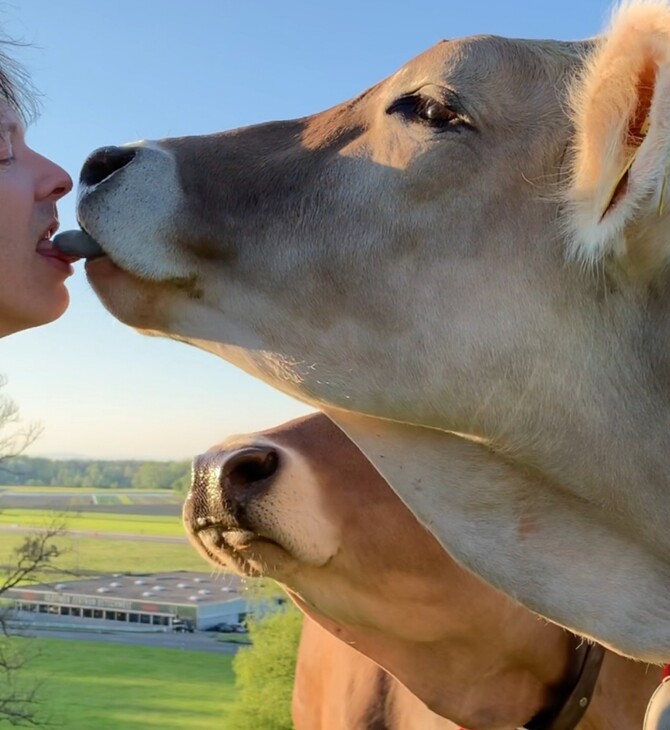«Μην φιλάτε τις αγελάδες»: Η Αυστρία προειδοποιεί για το Cow Kiss Challenge που έγινε viral