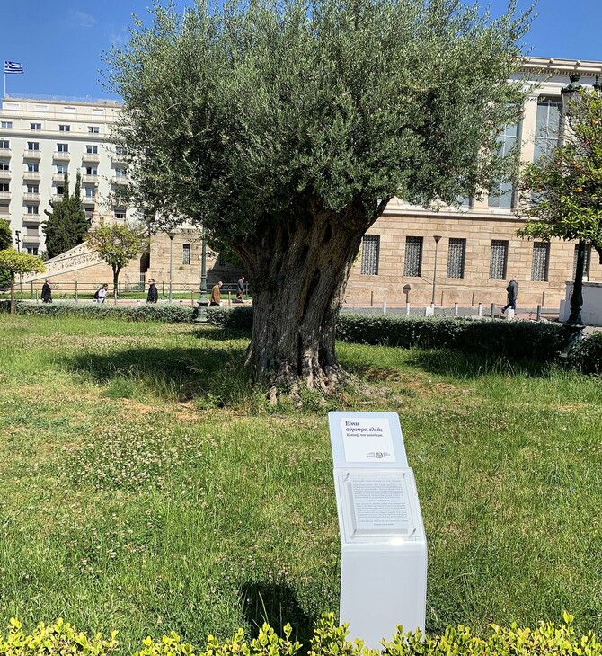 Είναι σίγουρα ελιά; Κοίταξέ την καλύτερα - Μια πολύ σημαντική καμπάνια στα υπεραιωνόβια δέντρα της Αθήνας