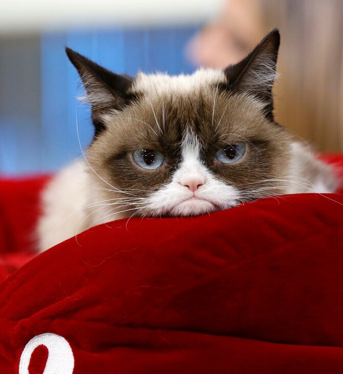 Πέθανε η Grumpy Cat, η διασημότερη γάτα του κόσμου με τη βλοσυρή έκφραση