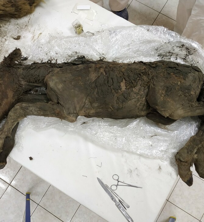 Νεαρό άλογο 42.000 ετών βρέθηκε θαμμένο στους πάγους της Σιβηρίας