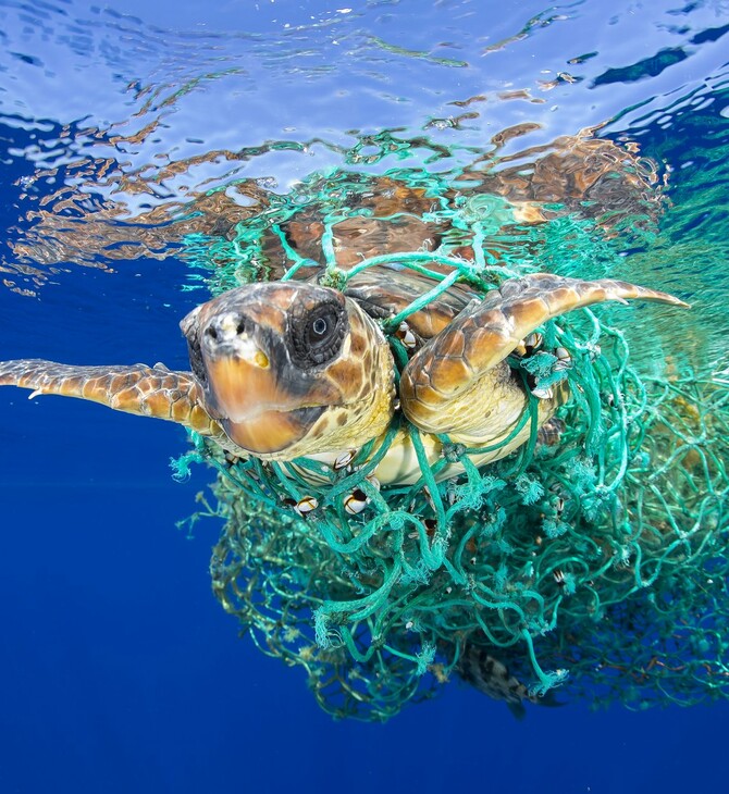WWF: Η Μεσόγειος είναι σχεδόν ολοκληρωτικά απροστάτευτη