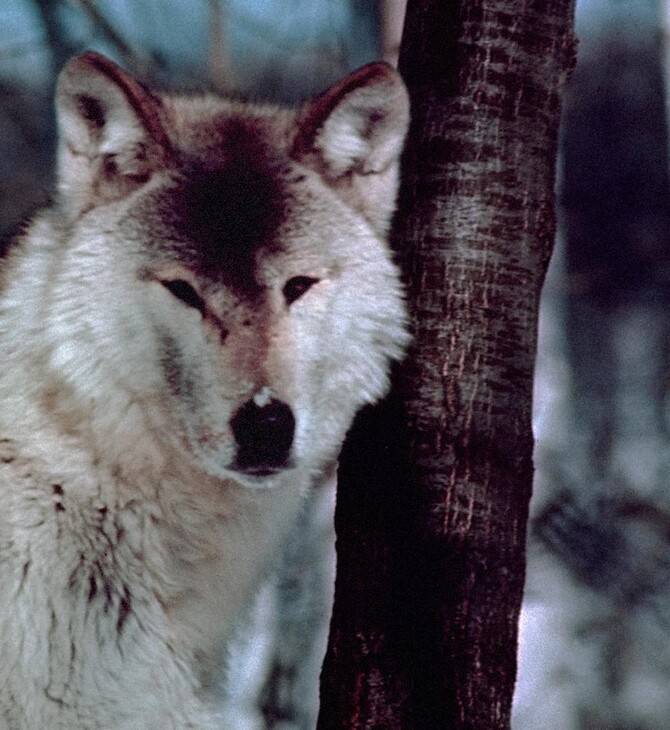 Η απίστευτη ομορφιά της αγέλης των λύκων (1974)