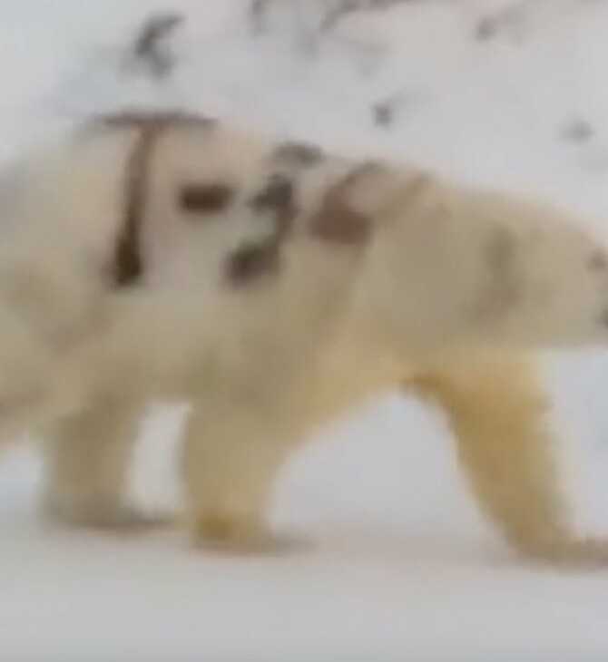 Η πολική αρκούδα που έβαψαν με σπρέι κινδυνεύει να μην ζήσει για πολύ