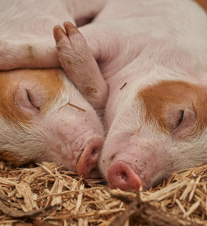 Νιγηρία: Σχεδόν 1 εκατ. γουρούνια θανατώθηκαν λόγω της αφρικανικής πανώλης των χοίρων