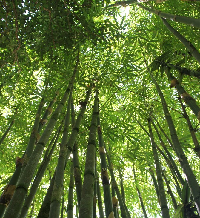 Τα ξηρά τροπικά δάση ενδέχεται να διατρέχουν μεγαλύτερο κίνδυνο από τα υγρά, σύμφωνα με νέα μελέτη