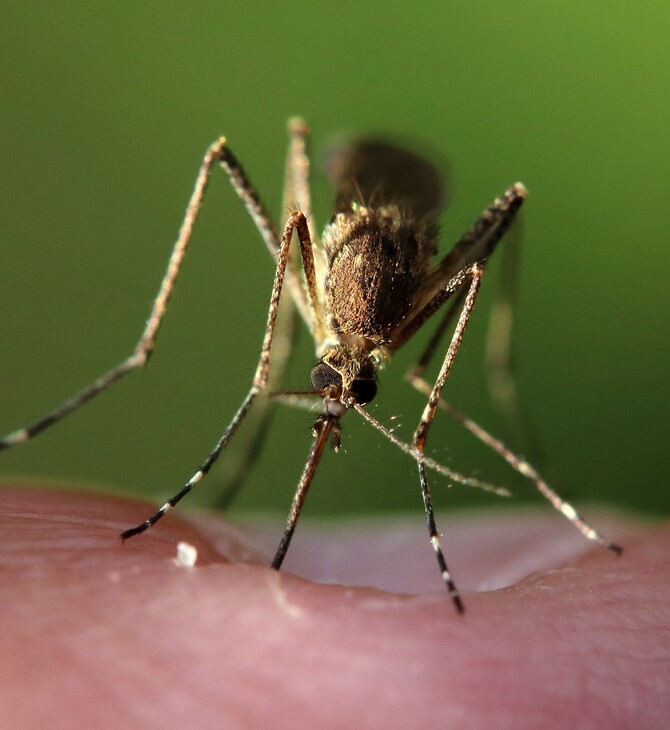 Tα κουνούπια δεν μεταδίδουν τον κορωνοϊό, λένε οι επιστήμονες
