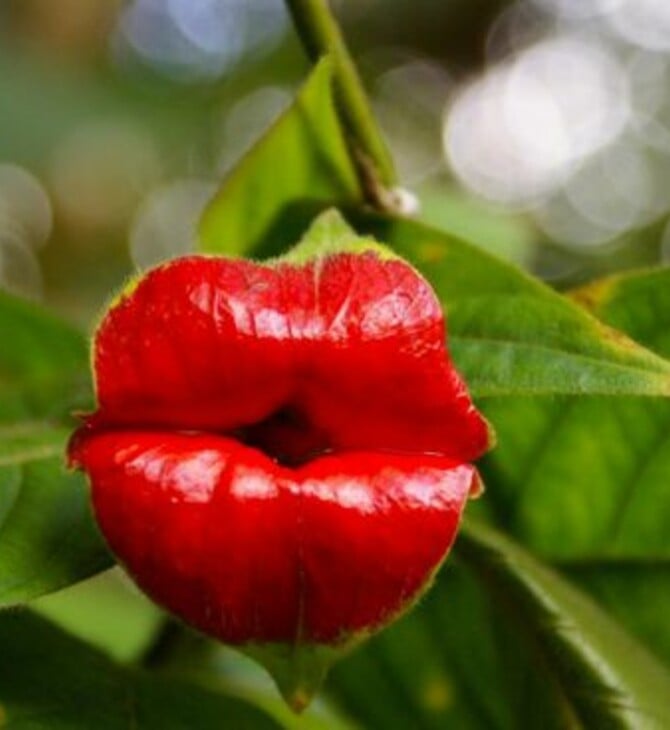 Hooker's Lips: Ένα φυτό για φίλημα!