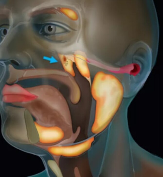 Επιστήμονες ανακάλυψαν τυχαία νέο όργανο στον ανθρώπινο λαιμό [ΒΙΝΤΕΟ]