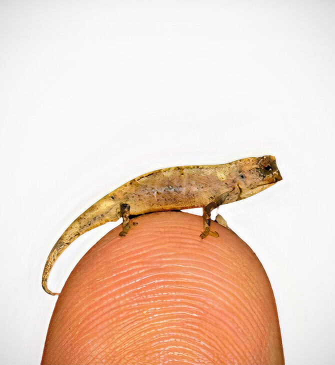 Ανακάλυψαν εντυπωσιακά μικροσκοπικό χαμαιλέοντα - Είναι ίσως το μικρότερο ερπετό του κόσμου