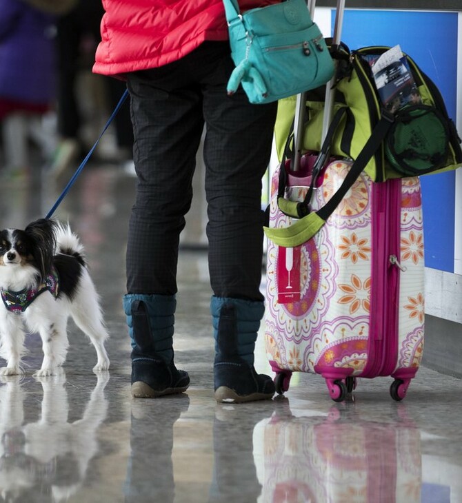 ΗΠΑ: Μόνο τα εκπαιδευμένα σκυλιά θεωρούνται «ζώα βοήθειας» στα αεροπλάνα