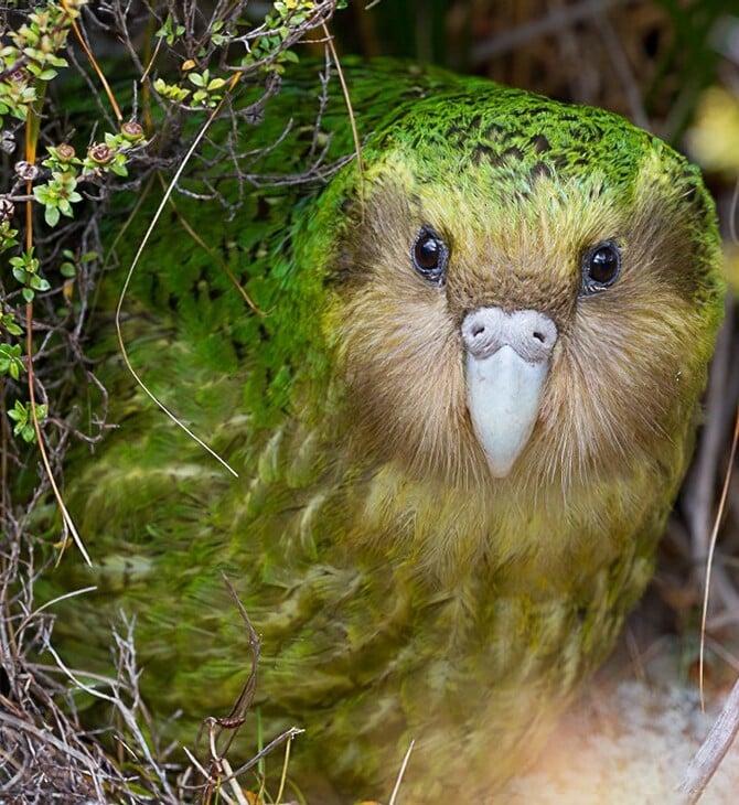 Το kakapo στέφθηκε «Πτηνό της Χρονιάς» για το 2020 [ΒΙΝΤΕΟ]